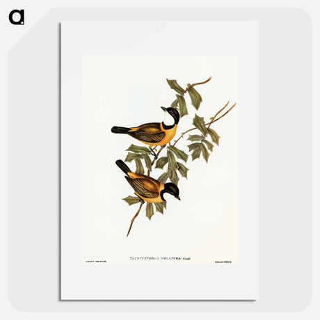 アートポスター-Black-tailed Pachycephala
 - オーストラリアの鳥 Poster.