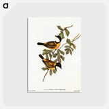 アートポストカード-Black-tailed Pachycephala
 - オーストラリアの鳥 Postcard.