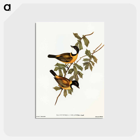 アートポストカード-Black-tailed Pachycephala
 - オーストラリアの鳥 Postcard.