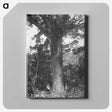 3-24_The-Burton-Brothers_canvas
