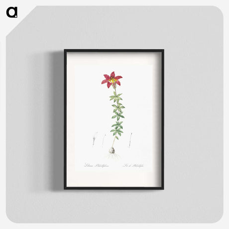 3-24_The-Lilies_blk
