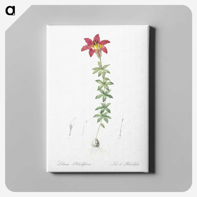 3-24_The-Lilies_canvas