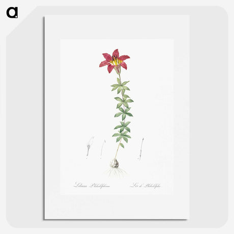 3-24_The-Lilies_picture