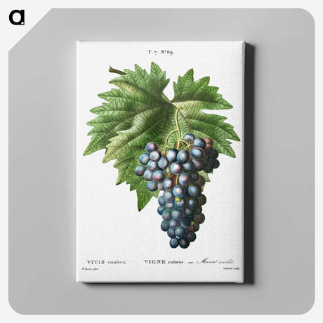 3-24_Treatise-on-Trees-and-Shrubs_canvas