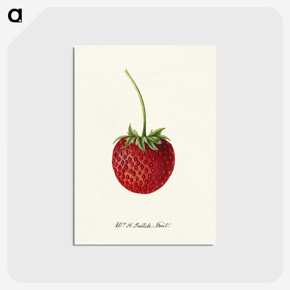3-24_USDA-Watercolor-Fruit-Painting-Collection_postcard