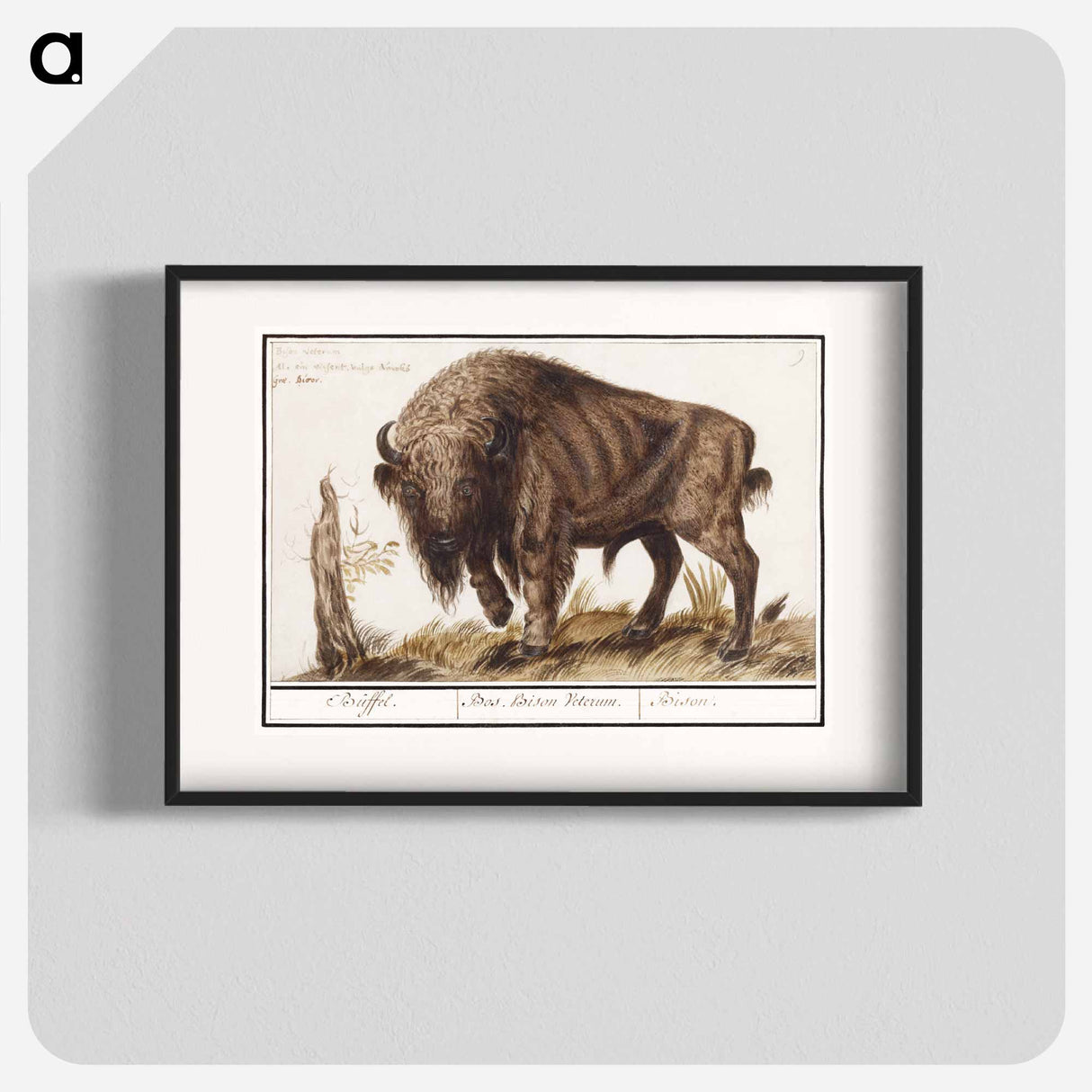 Wisent or European bison - アンセルムス ボエティウス デ ブート Poster.