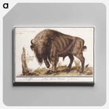 Wisent or European bison - アンセルムス ボエティウス デ ブート Canvas.