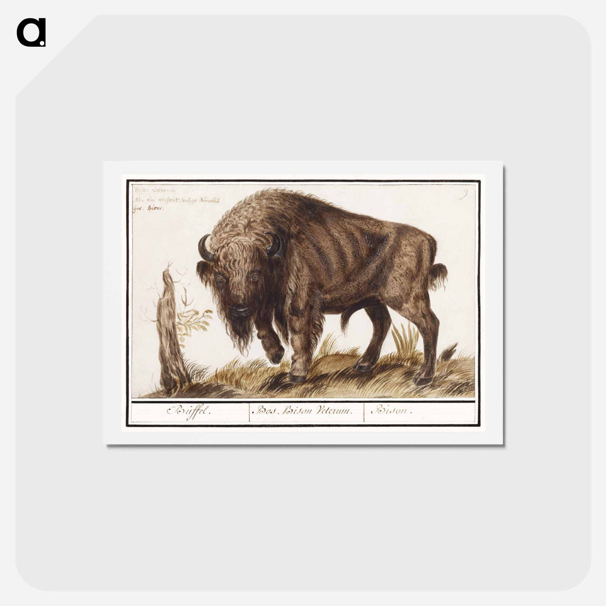 Wisent or European bison - アンセルムス ボエティウス デ ブート Postcard.