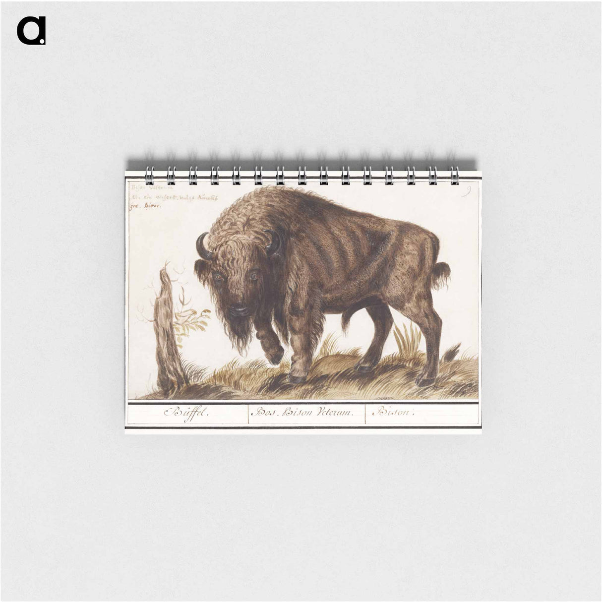 Wisent or European bison - アンセルムス ボエティウス デ ブート Memo.