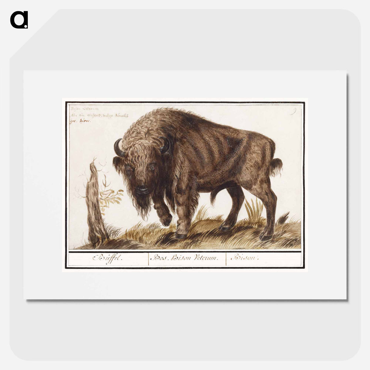 Wisent or European bison - アンセルムス ボエティウス デ ブート Poster.