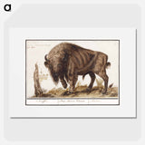 Wisent or European bison - アンセルムス ボエティウス デ ブート Poster.