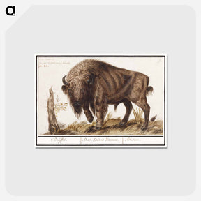アートポストカード-Wisent or European bison - アンセルムス ボエティウス デ ブート Postcard.