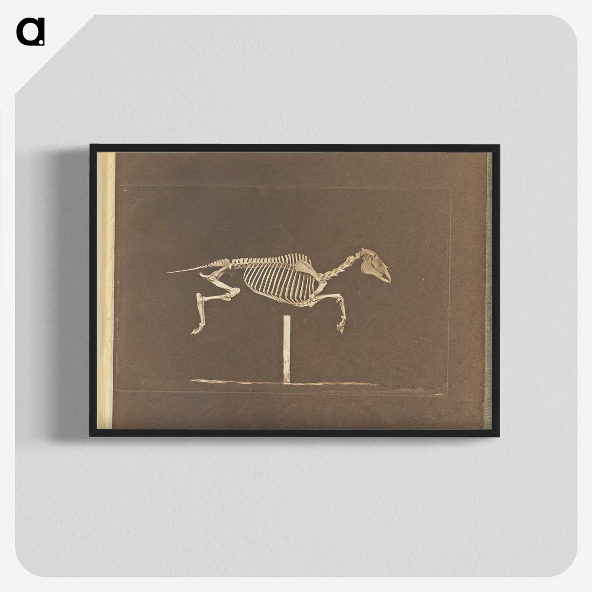 3-25_Eadweard-Muybridge_blk-crop