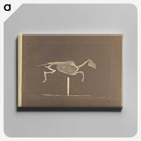 3-25_Eadweard-Muybridge_canvas