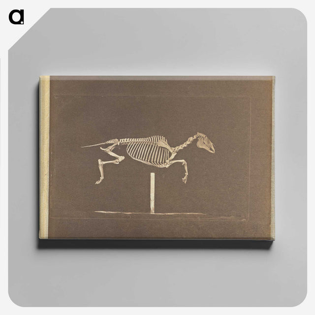 3-25_Eadweard-Muybridge_canvas