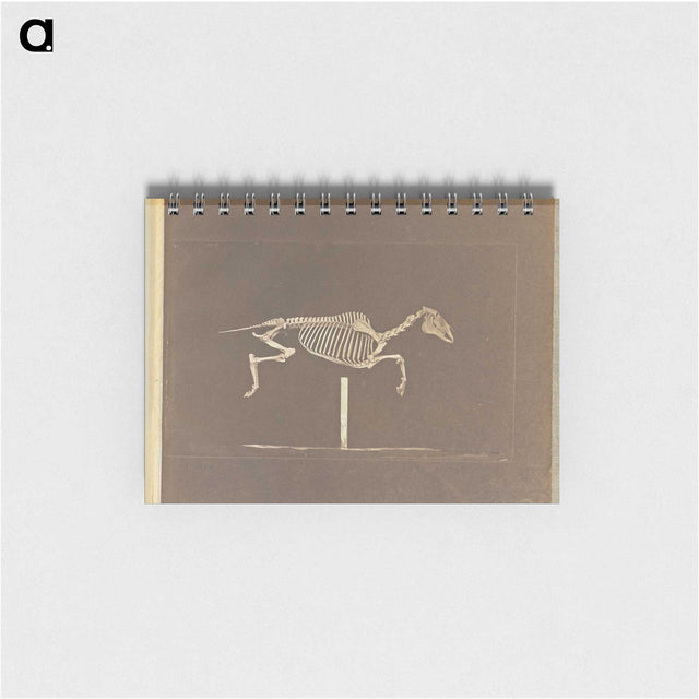 3-25_Eadweard-Muybridge_memo