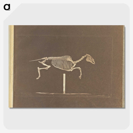 3-25_Eadweard-Muybridge_picture-crop