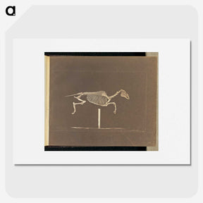 3-25_Eadweard-Muybridge_picture