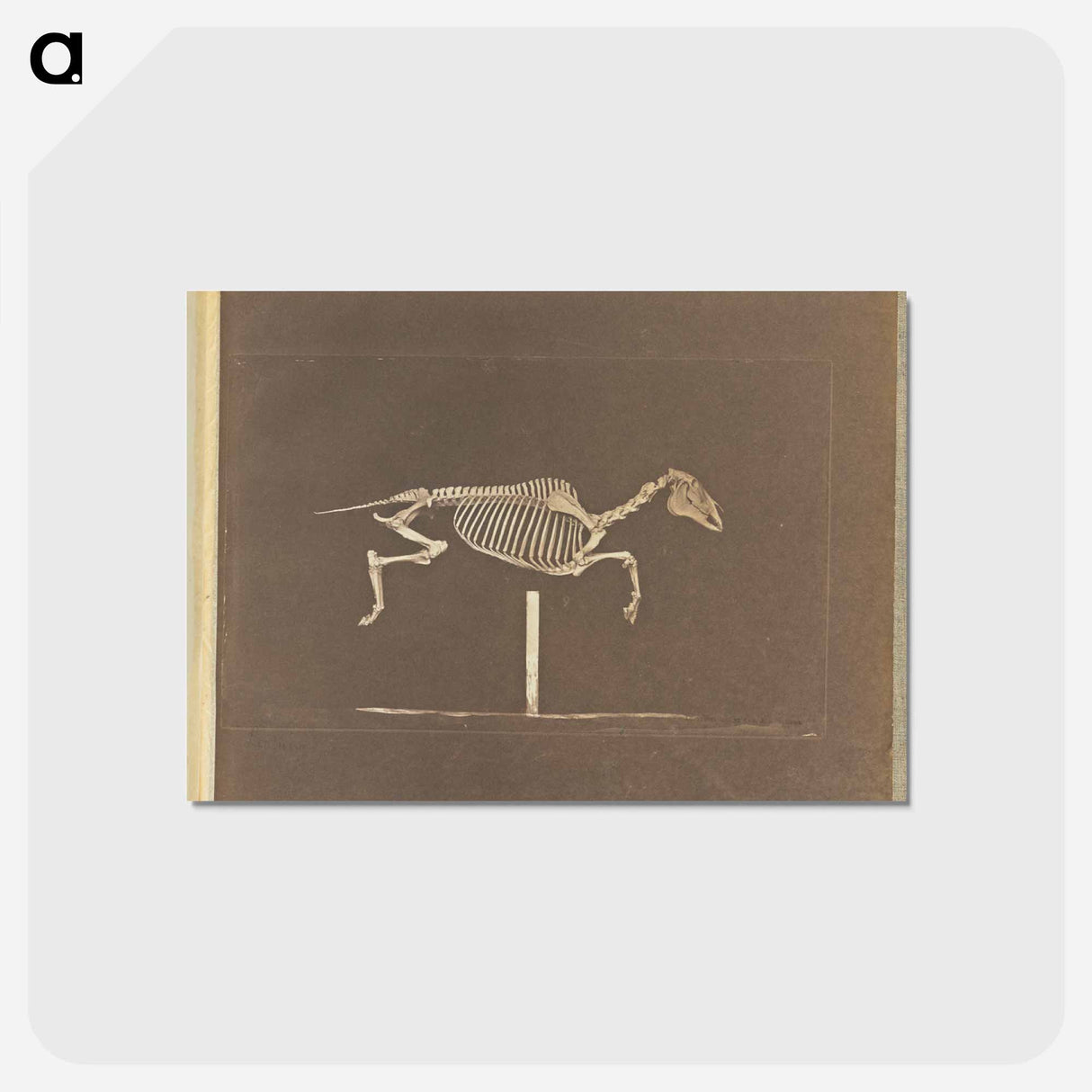 アートポストカード-Leaping
 - エドワード マイブリッジ Postcard.