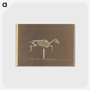 3-25_Eadweard-Muybridge_postcard