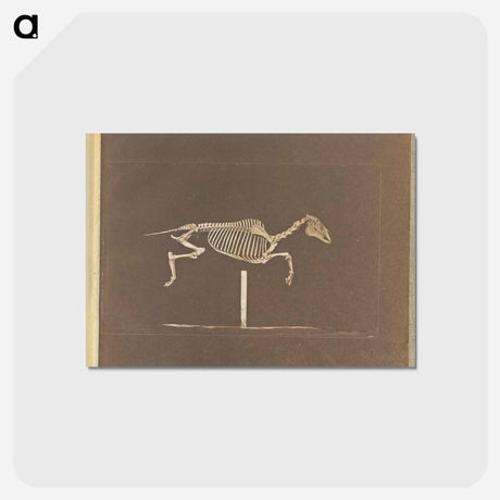 アートポストカード-Leaping
 - エドワード マイブリッジ Postcard.