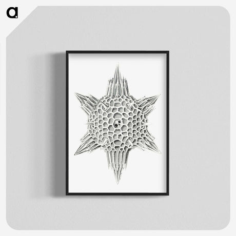 3-25_Ernst-Haeckel_blk-crop