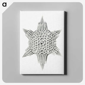 3-25_Ernst-Haeckel_canvas