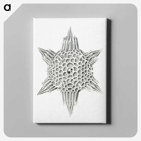 3-25_Ernst-Haeckel_canvas