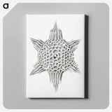 Vintage marine life illustration on white background - エルンスト ヘッケル Canvas.