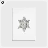 アートポストカード-Vintage marine life illustration on white background - エルンスト ヘッケル Postcard.