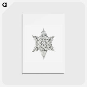 アートポストカード-Vintage marine life illustration on white background - エルンスト ヘッケル Postcard.