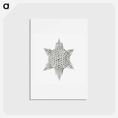 アートポストカード-Vintage marine life illustration on white background - エルンスト ヘッケル Postcard.