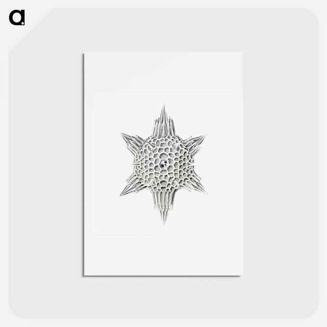 アートポストカード-Vintage marine life illustration on white background - エルンスト ヘッケル Postcard.