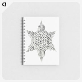 3-25_Ernst-Haeckel_memo