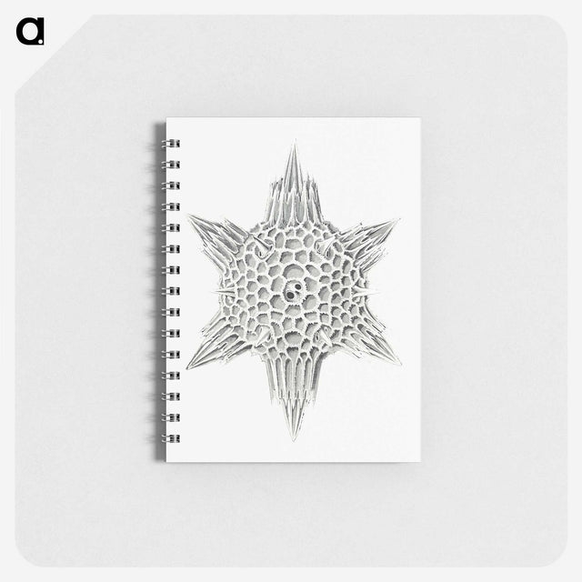 3-25_Ernst-Haeckel_memo
