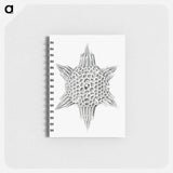 アートメモ帳-Vintage marine life illustration on white background - エルンスト ヘッケル Memo.