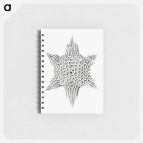 アートメモ帳-Vintage marine life illustration on white background - エルンスト ヘッケル Memo.