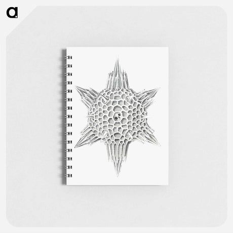 アートメモ帳-Vintage marine life illustration on white background - エルンスト ヘッケル Memo.