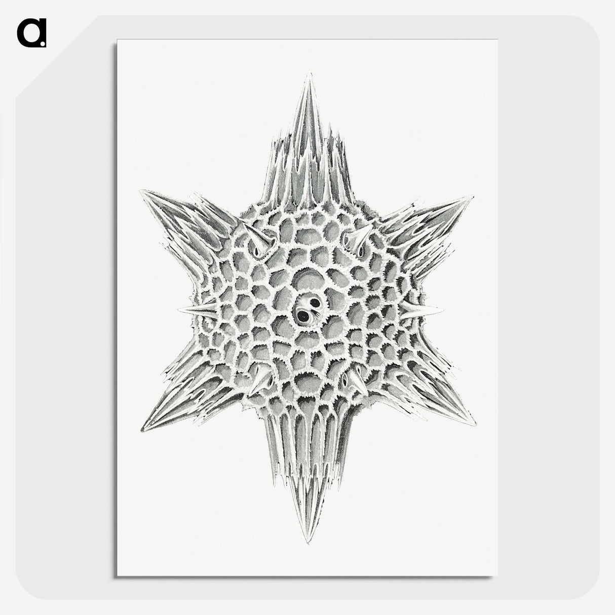 3-25_Ernst-Haeckel_picture-crop
