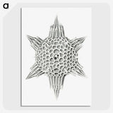 3-25_Ernst-Haeckel_picture-crop