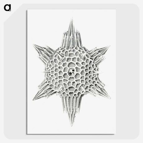 3-25_Ernst-Haeckel_picture-crop