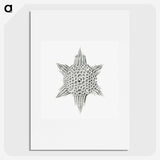 3-25_Ernst-Haeckel_picture