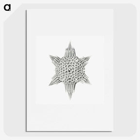 3-25_Ernst-Haeckel_picture