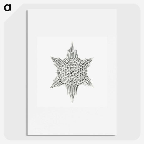 3-25_Ernst-Haeckel_picture