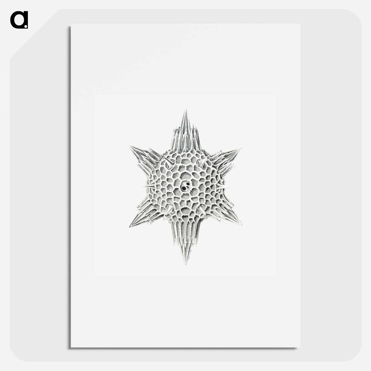 Vintage marine life illustration on white background - エルンスト ヘッケル Poster.