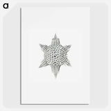 Vintage marine life illustration on white background - エルンスト ヘッケル Poster.