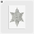 3-25_Ernst-Haeckel_postcard
