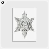 アートポストカード-Vintage marine life illustration on white background - エルンスト ヘッケル Postcard.