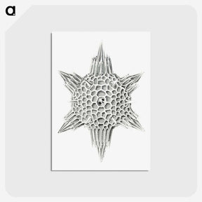 3-25_Ernst-Haeckel_postcard