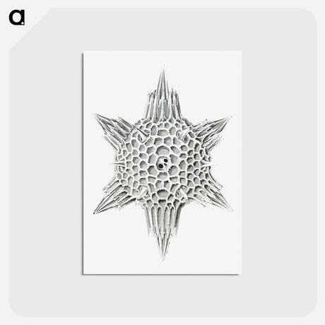 アートポストカード-Vintage marine life illustration on white background - エルンスト ヘッケル Postcard.